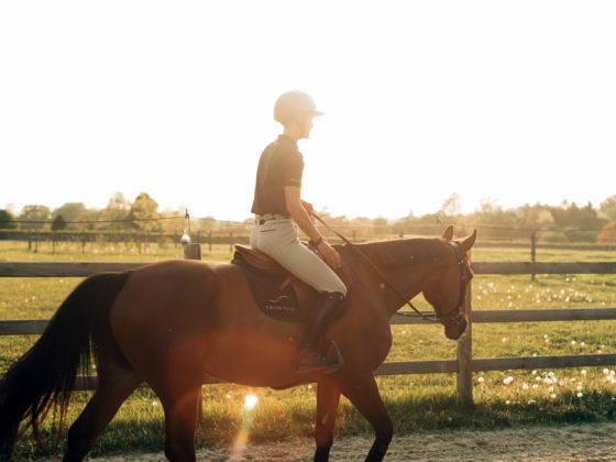 Cheval couché de soleil