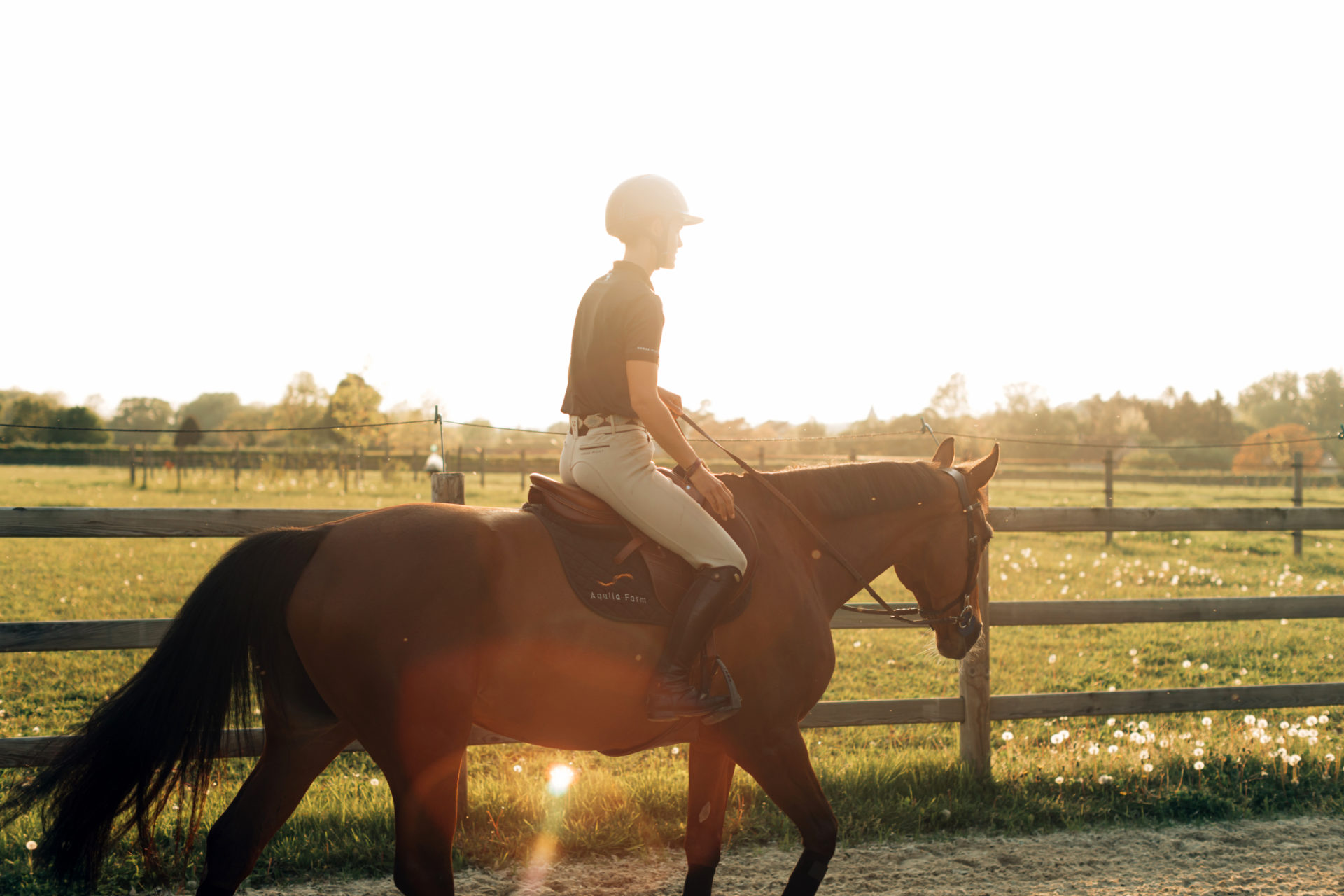 Cheval couché de soleil